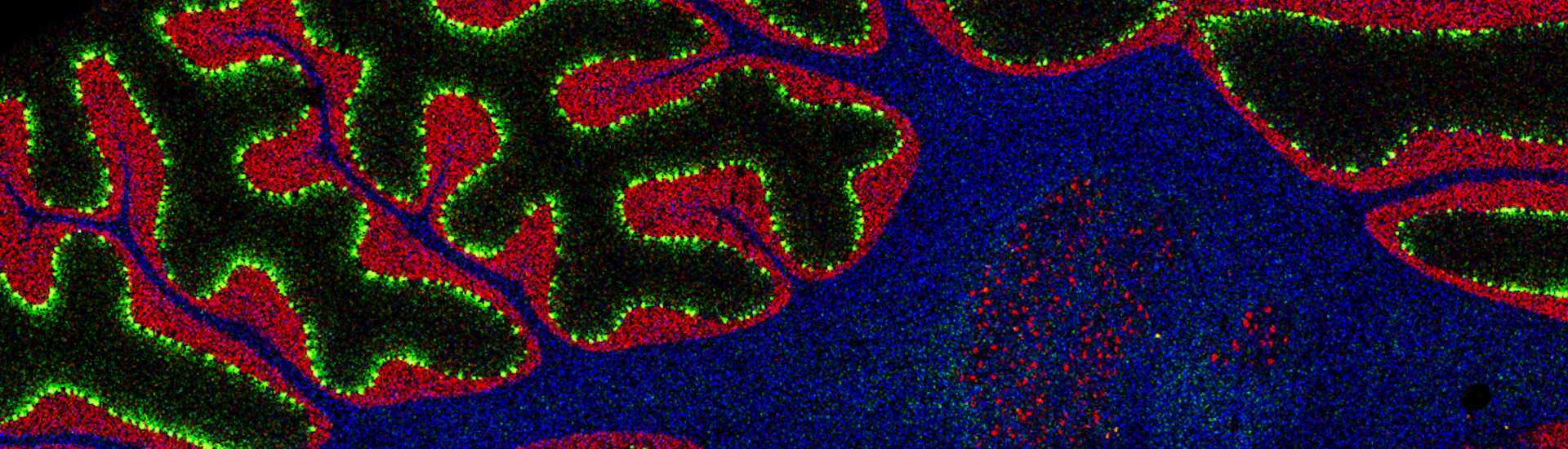 中國科學家發(fā)布跨物種小腦皮層單細胞空間轉錄組圖譜